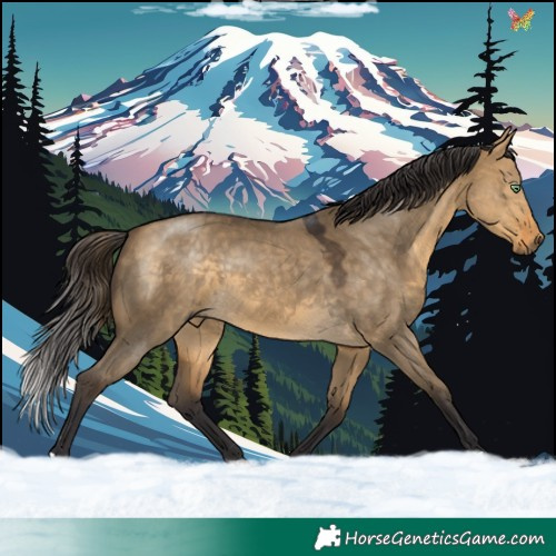 Horse Color:Buckskin Dun 