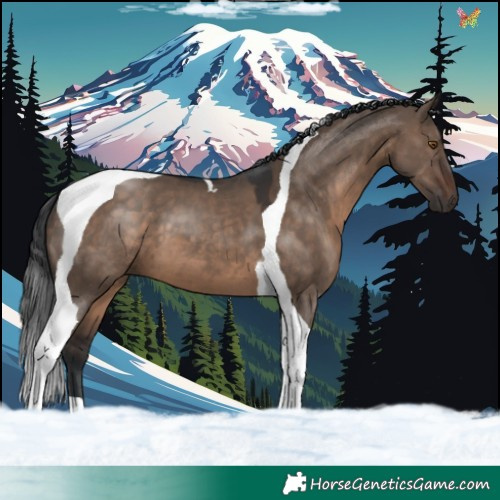Horse Color:Brown Dun Tobiano 