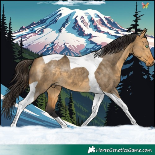 Horse Color:Buckskin Dun Tobiano