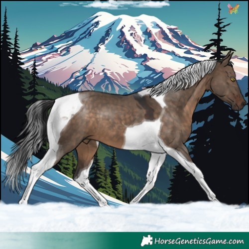 Horse Color:Brown Dun Tobiano 