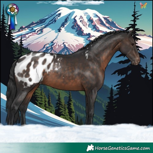 Horse Color:Brown Appaloosa 