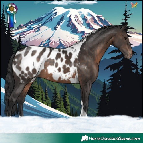 Horse Color:Brown Tobiano Appaloosa 