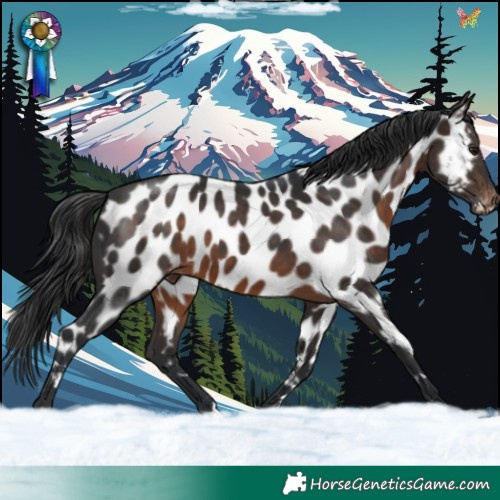 Horse Color:Brown Appaloosa 