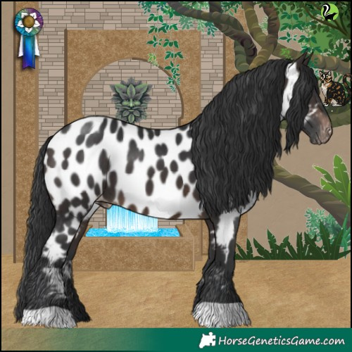 Horse Color:Brown Appaloosa 
