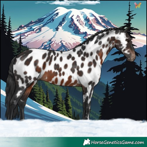 Horse Color:Brown Appaloosa 