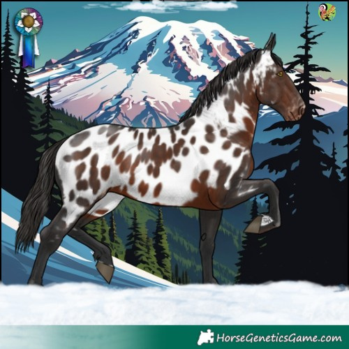 Horse Color:Liver Chestnut Near Leopard 