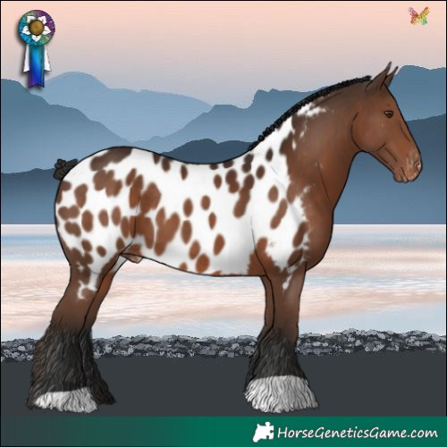 Horse Color:Liver Chestnut Near Leopard 