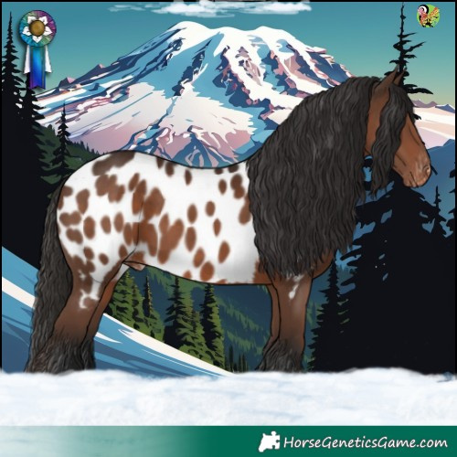 Horse Color:Liver Chestnut Appaloosa 