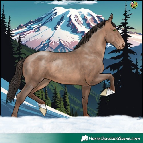 Horse Color:Sable Champagne Appaloosa