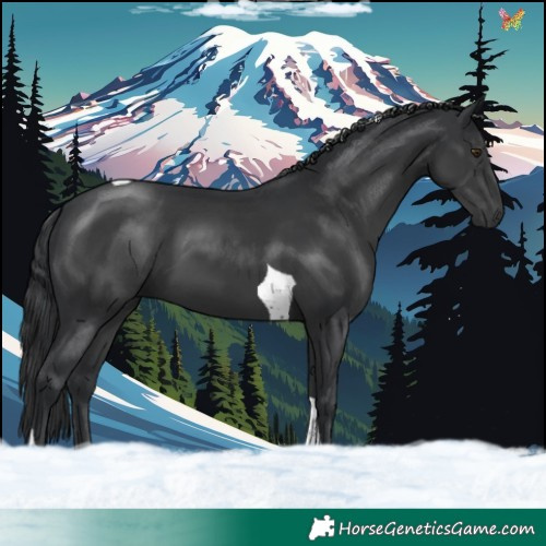 Horse Color:Black Tobiano 