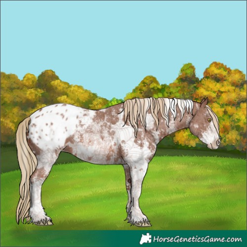 Horse Color:White Spotted Chestnut Sabino Appaloosa
