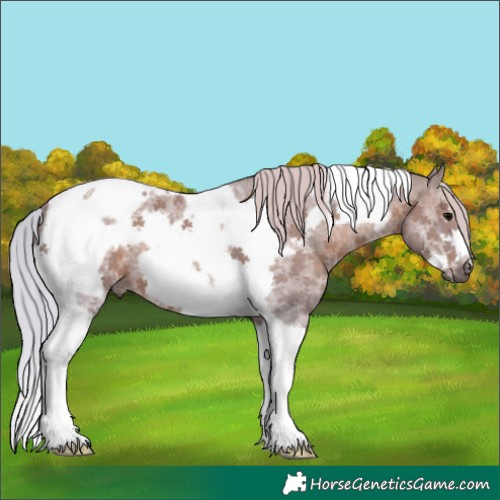 Horse Color:Watercolor Silver Black Sabino Tobiano Frame 