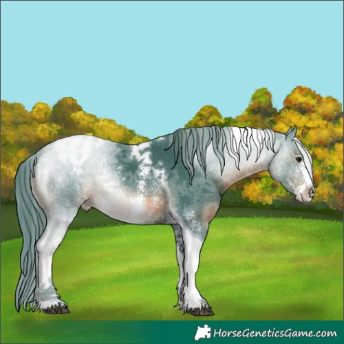 Horse Color:Watercolor Black Sabino Tobiano Appaloosa 