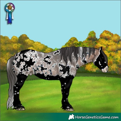 Horse Color:White Spotted Bay Sabino Splash Appaloosa