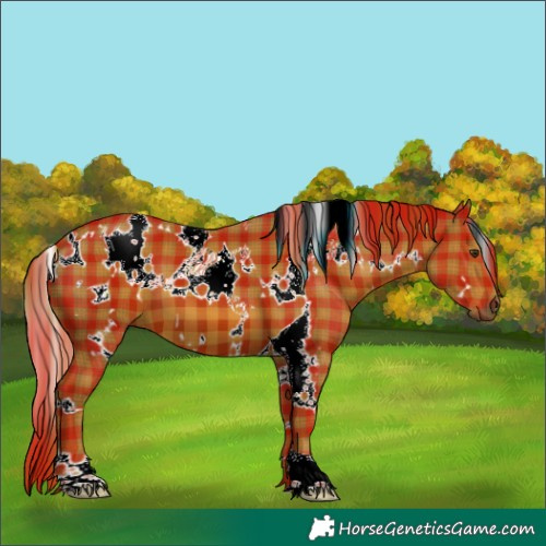 Horse Color:Plaid White Spotted Chestnut