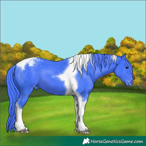 Horse Color:Watercolor Black Tobiano Appaloosa