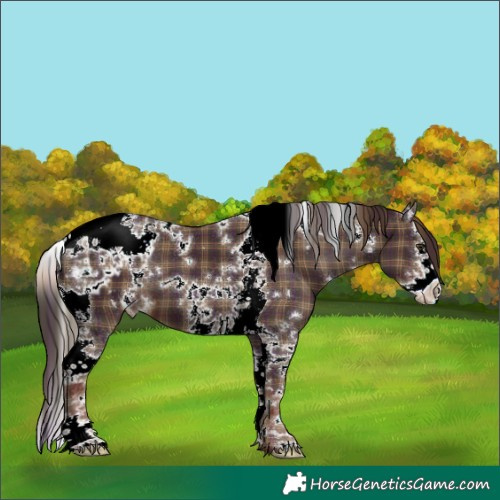 Horse Color:Plaid White Spotted Liver Chestnut Splash Tobiano Appaloosa