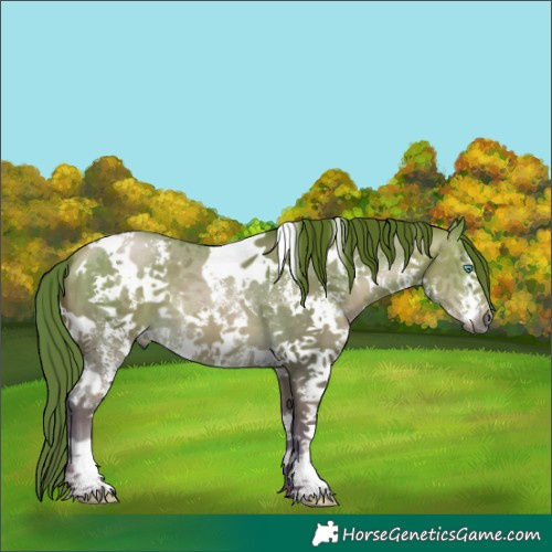 Horse Color:Gray White Spotted Bay Snowdrop Pearl Sabino