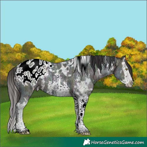Horse Color:White Spotted Midnight Bay Ice Sabino Splash Blanket 