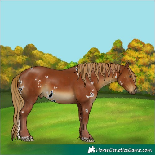 Horse Color:White Spotted Chestnut