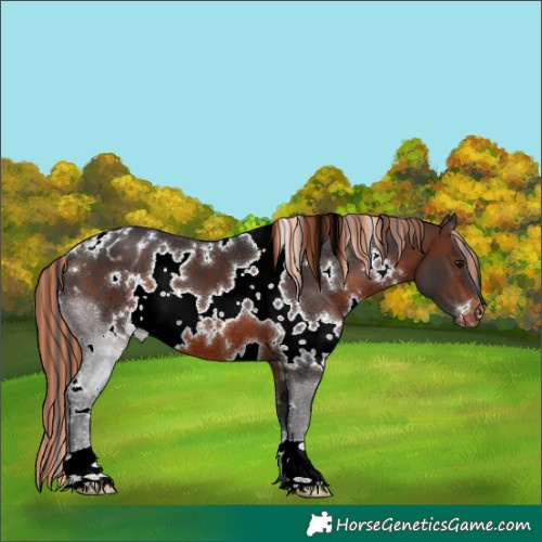 Horse Color:Painted White Spotted Brown Appaloosa 