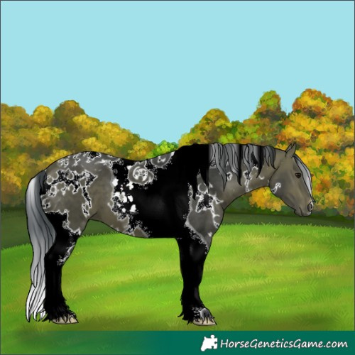 Horse Color:White Spotted Bay Tobiano 