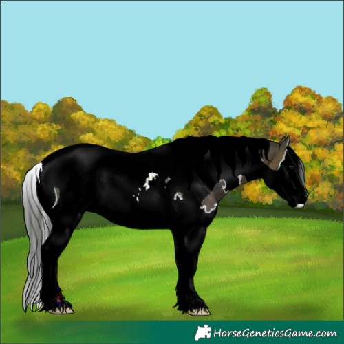 Horse Color:ERROR: UNKNOWN ANOMALY