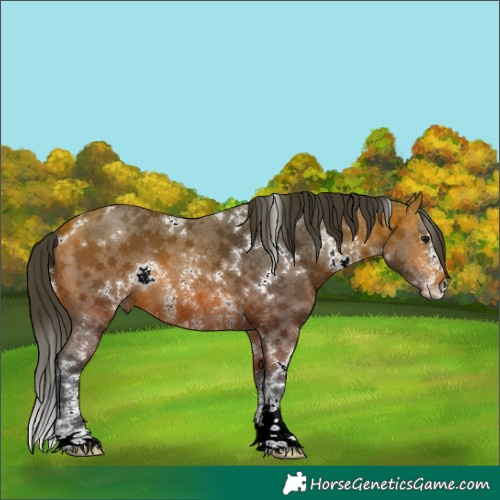 Horse Color:White Spotted Bay Sabino 