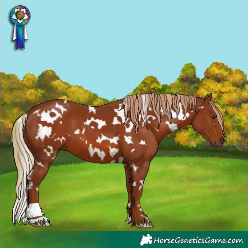 Horse Color:White Spotted Chestnut 