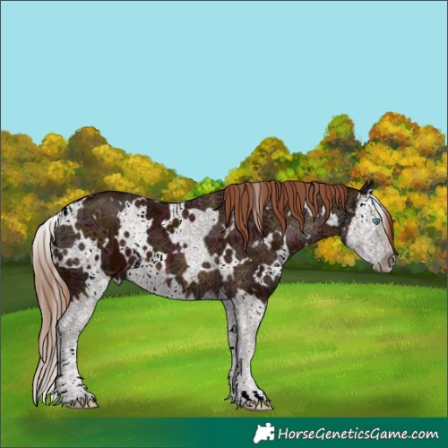 Horse Color:White Spotted Midnight Chestnut Splash