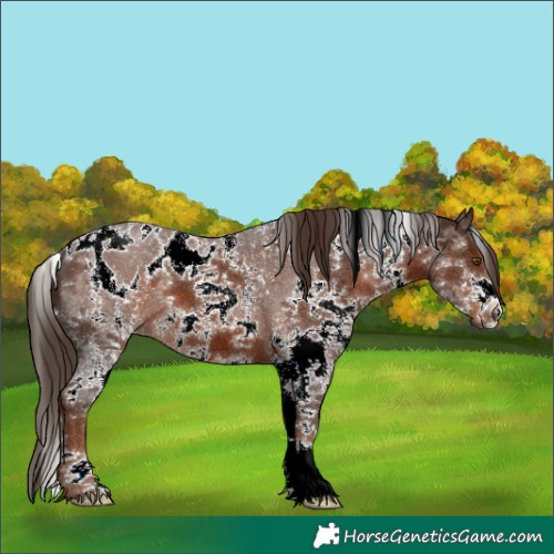 Horse Color:White Spotted Liver Chestnut Sabino