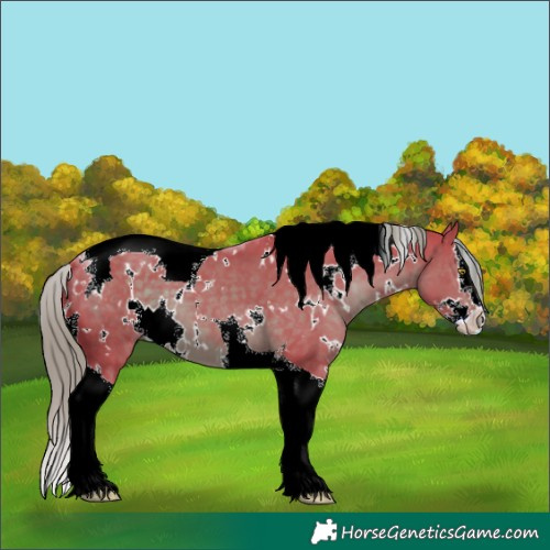 Horse Color:Watercolor White Spotted Liver Chestnut Splash Tobiano
