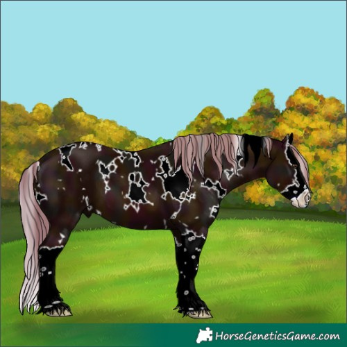 Horse Color:White Spotted Midnight Chestnut Splash 