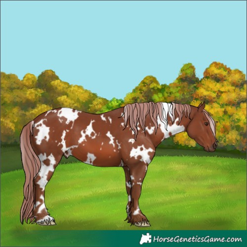 Horse Color:White Spotted Chestnut