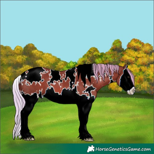 Horse Color:White Spotted Chestnut Splash