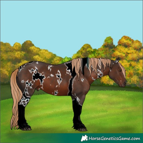 Horse Color:White Spotted Liver Chestnut Tobiano