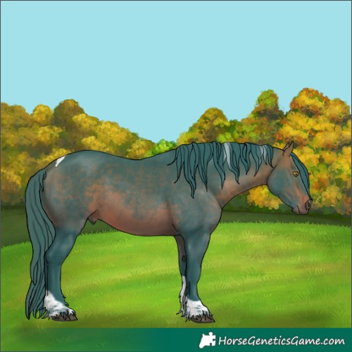 Horse Color:Watercolor Bay Tobiano 