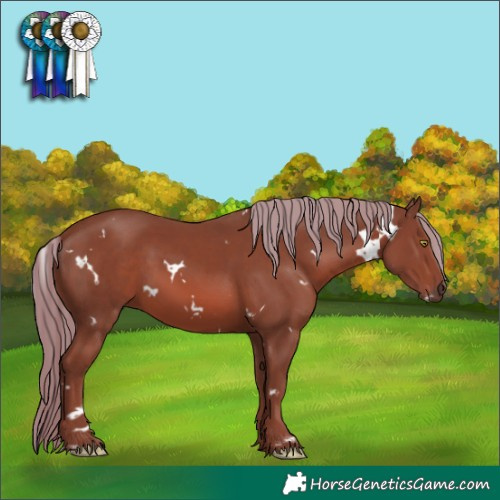 Horse Color:White Spotted Chestnut 