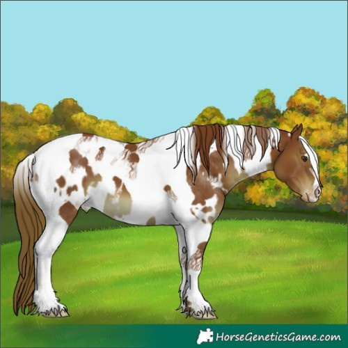 Horse Color:White Spotted Chestnut Tobiano Blanket 