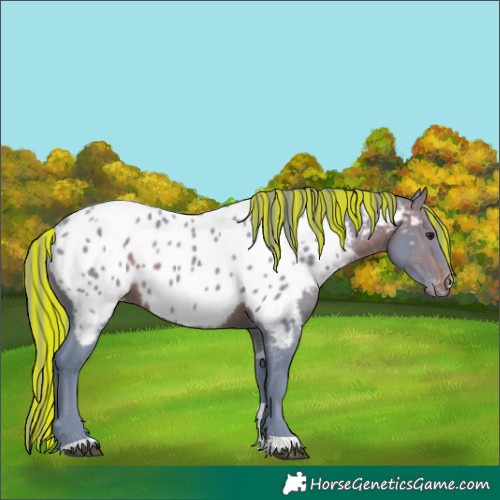 Horse Color:Painted Watercolor Brown Tobiano Appaloosa