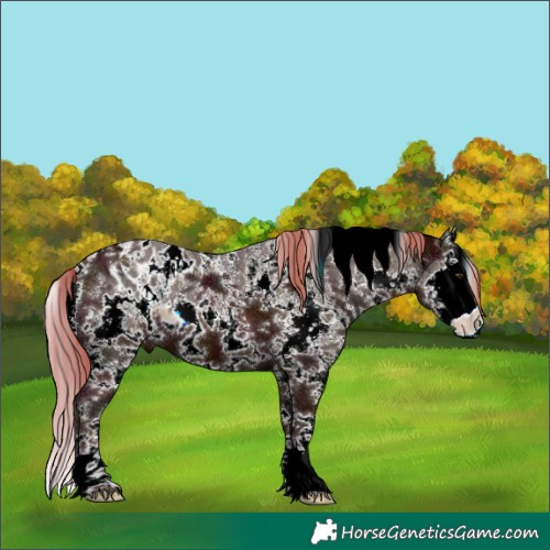 Horse Color:ERROR: UNKNOWN ANOMALY