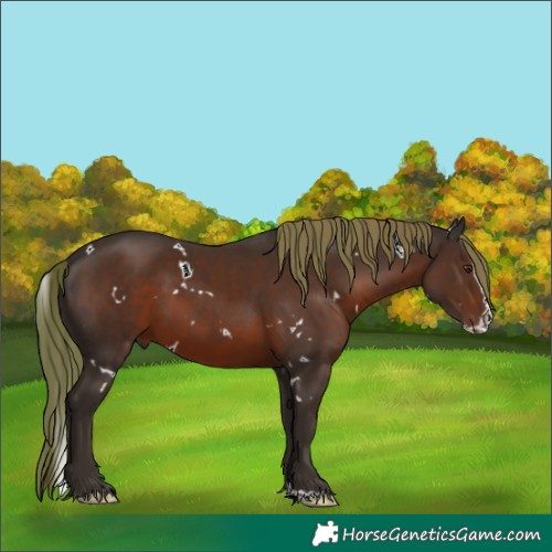 Horse Color:White Spotted Liver Chestnut Splash