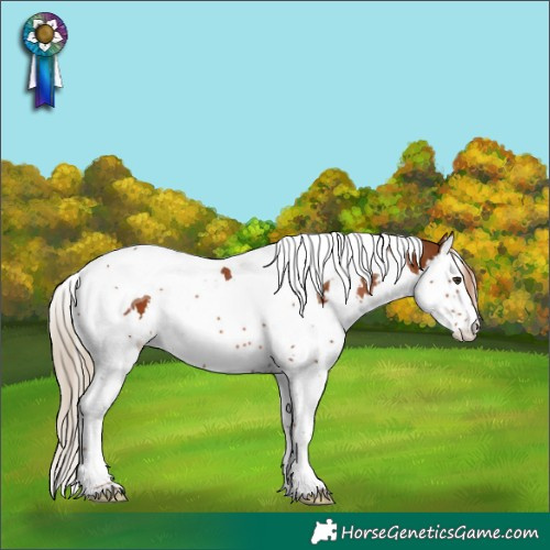 Horse Color:White Spotted Chestnut Splash Tobiano 