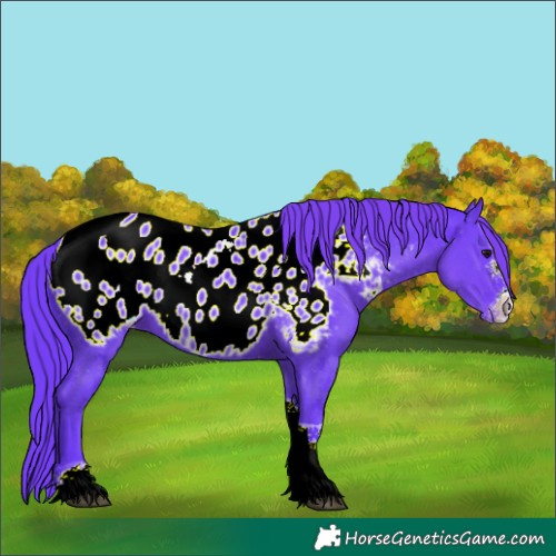 Horse Color:Watercolor Black Sabino Tobiano Appaloosa