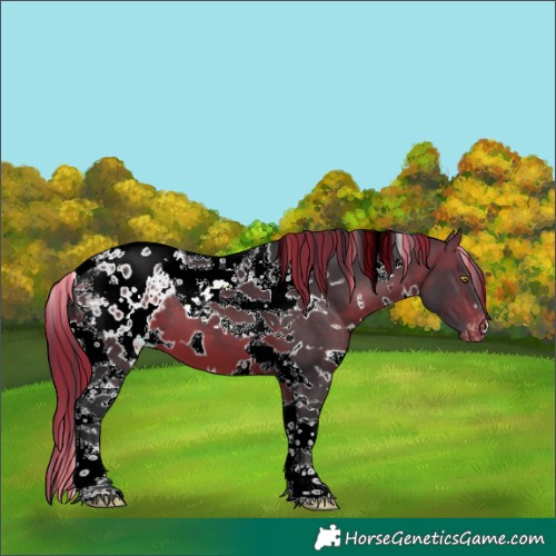 Horse Color:Painted White Spotted Bay Tobiano Blanket