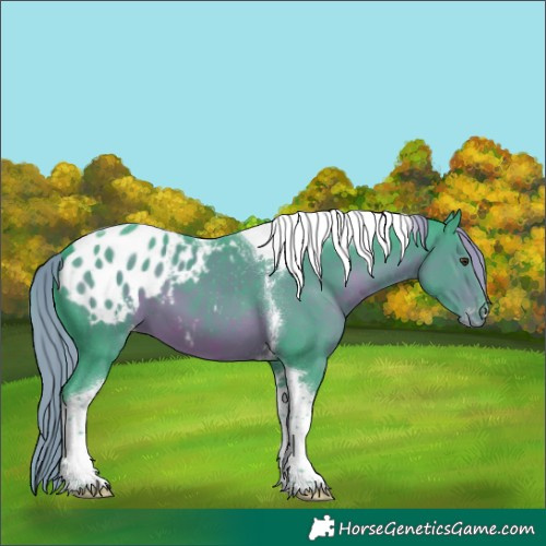 Horse Color:Watercolor Liver Chestnut Tobiano Appaloosa