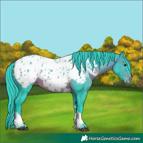 Horse Color:Watercolor Brown Tobiano Appaloosa 