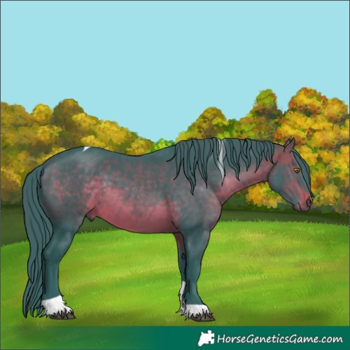 Horse Color:Watercolor Brown Tobiano
