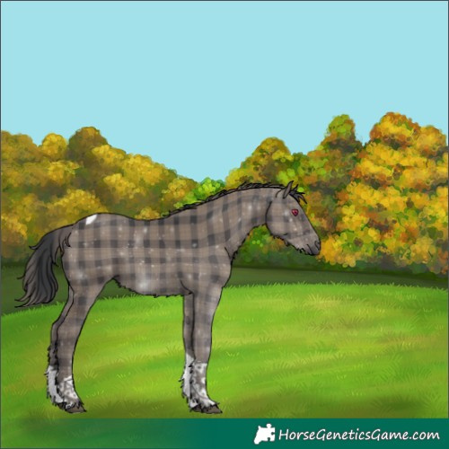 Horse Color:Plaid Black Tobiano