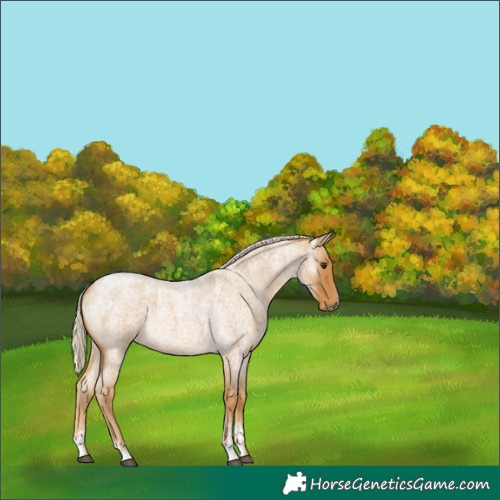 Horse Color:Powder White Palomino Roan
